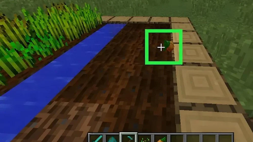 Trồng Cà Rốt Trực Tiếp Bằng Củ Cà Rốt Trong Minecraft